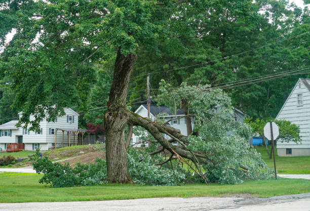 How Our Tree Care Process Works  in Moodys, OK